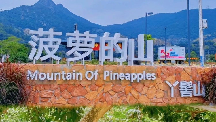 中山神湾菠萝文化旅游月，解锁夏日新玩法