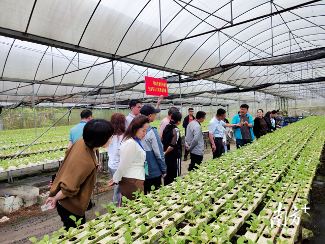 学员参观广东军创企业家陈金海供港水培蔬菜生产情况。喀什地区农业农村局蒋崇海摄