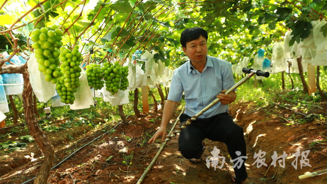 天天学农葡萄种植课程录制现场