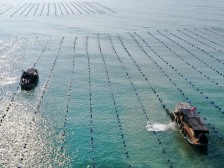 拿海即开工， 陆丰在碣石湾海域供应逾千公顷“标准海”