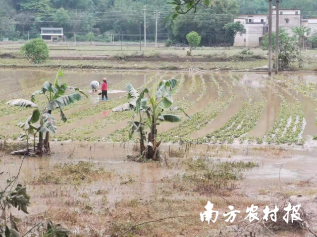 受暴雨冲击，农作阳山县多处出现农田受淹灾情。物灾
