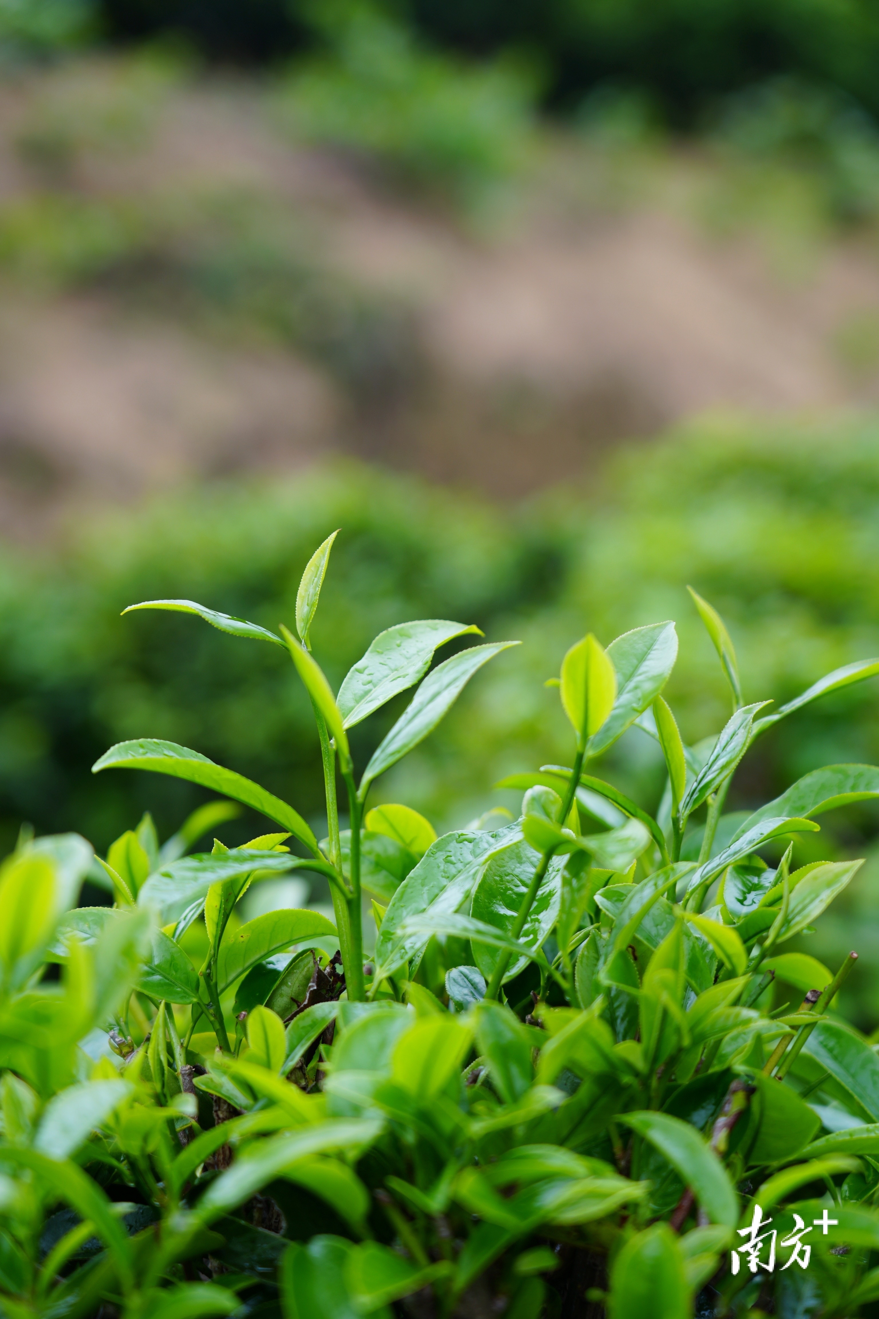 青绿鲜嫩的茶芽。 
