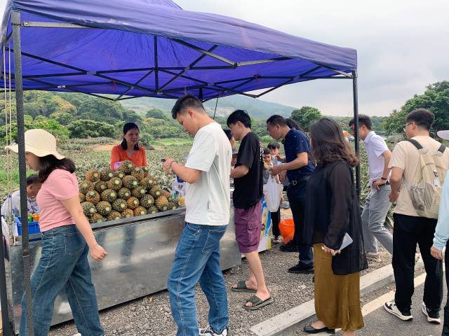 吴天凤的菠萝摊位假日期间一天销售数千元。