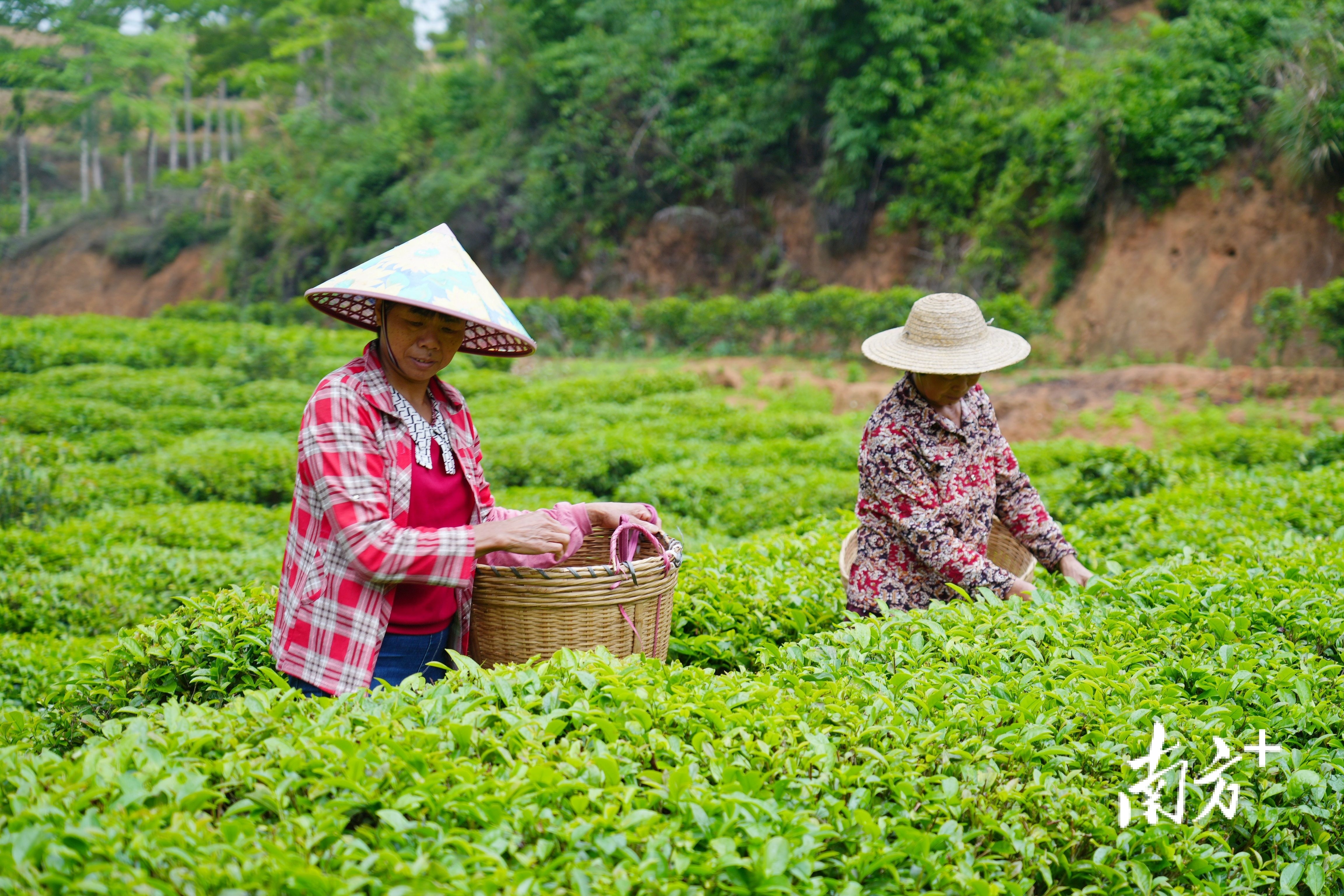 茶农在茶垄间穿行，熟练地采摘鲜嫩的茶芽。 