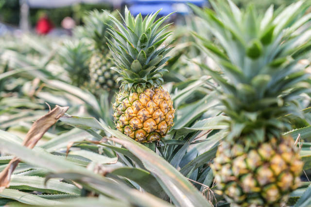 神湾菠萝熟了。