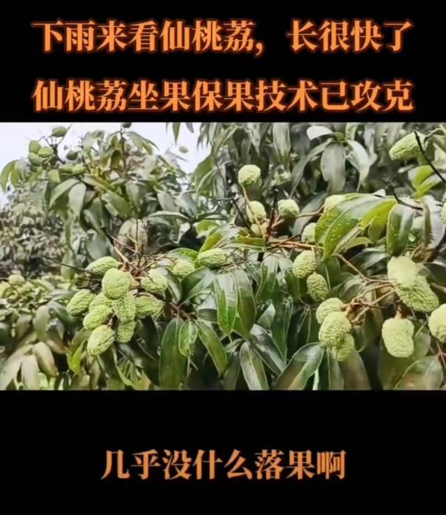 补建华在视频号中展示几乎没什么落果的仙桃荔。