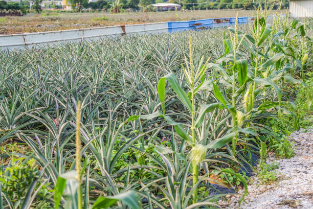 自游农场套种玉米。