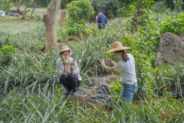 游客在自游农场打开拍照。