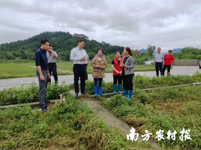 阳山县委副布告、县长罗振宇（左三）携技术队伍，赶赴现场教育灾后复产使命。