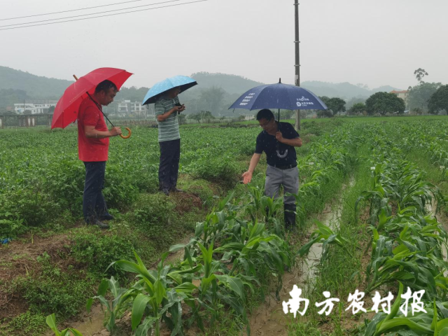 南方農村報 李嘉鎵 制圖