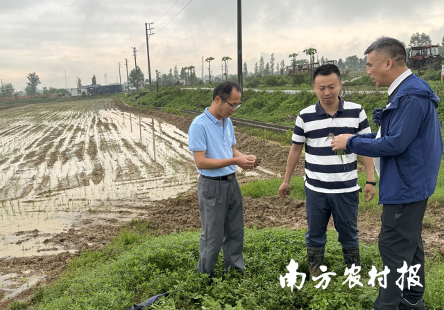 杨树蘑菇能吃吗