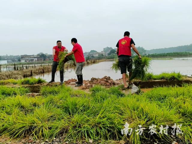 高要供销农服抢救秧苗 高要供销农服抢救秧苗
