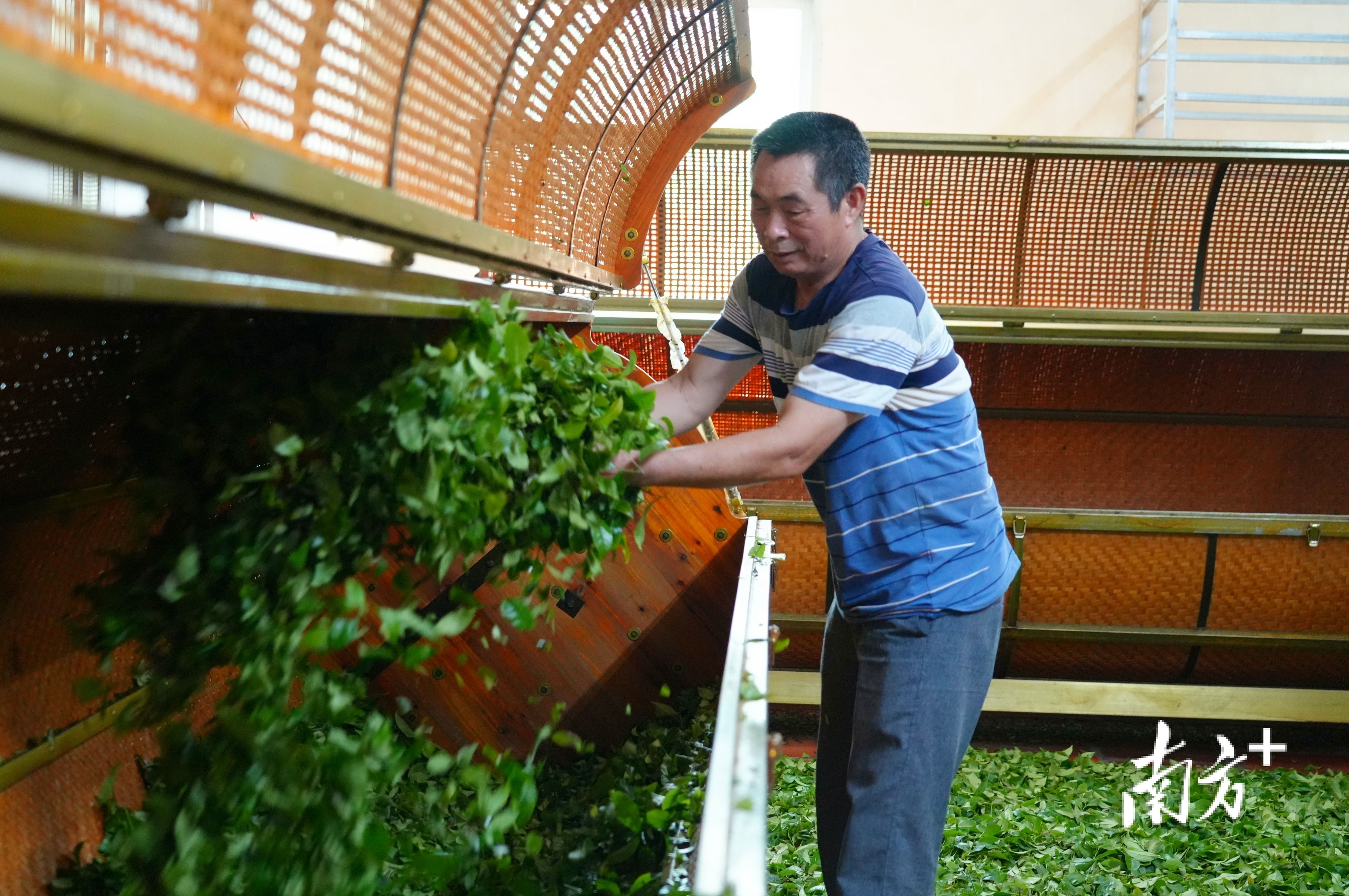 在茶叶加工厂，制茶师傅对新鲜的茶青进行摊凉处理。 