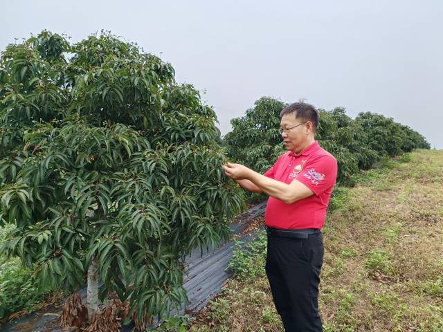 荔枝保果期遇连续强降雨,“大国农匠”分享护荔经验