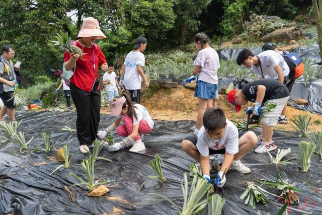 神湾菠萝研学、旅游活动火热。