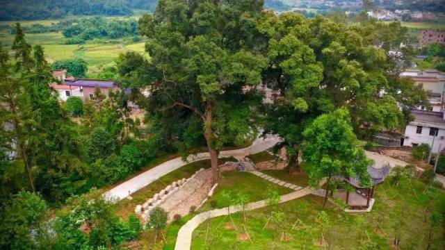 仁化县红锥古树公园。