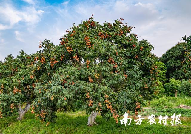 南方农村报 李嘉镓 制图