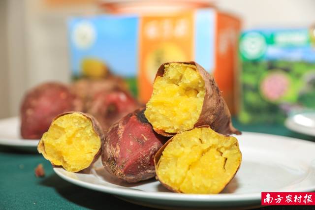 甘薯名优品种展示品鉴。