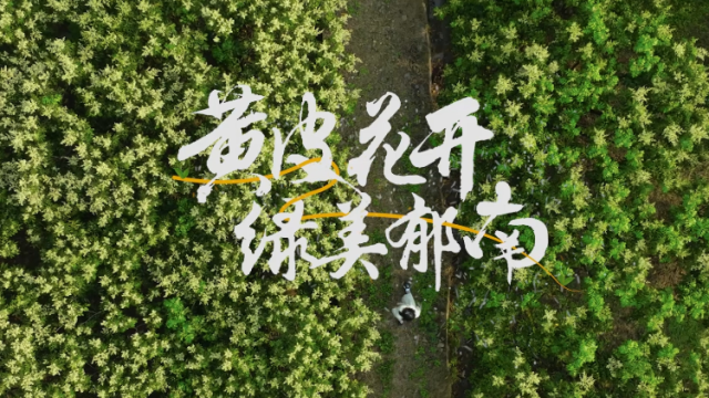视频丨黄皮花开 绿美郁南