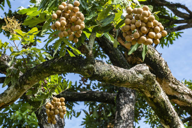南方农村报 李嘉镓 制图