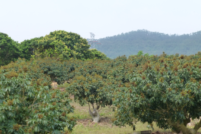 高接换种后的妃子笑荔枝成花率达到九成。