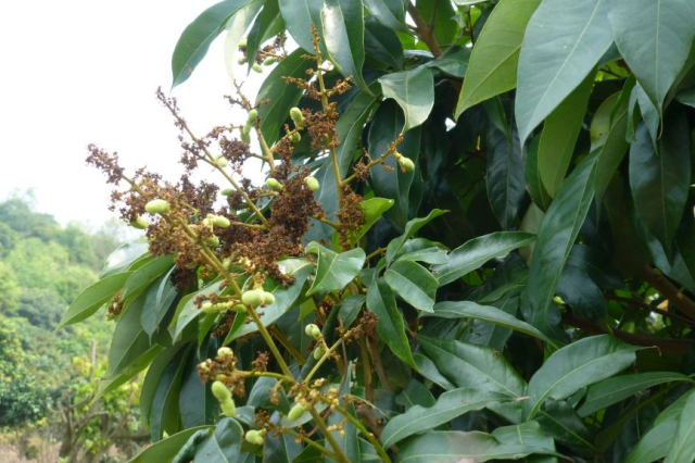 荔树枝头上已结出果粒。