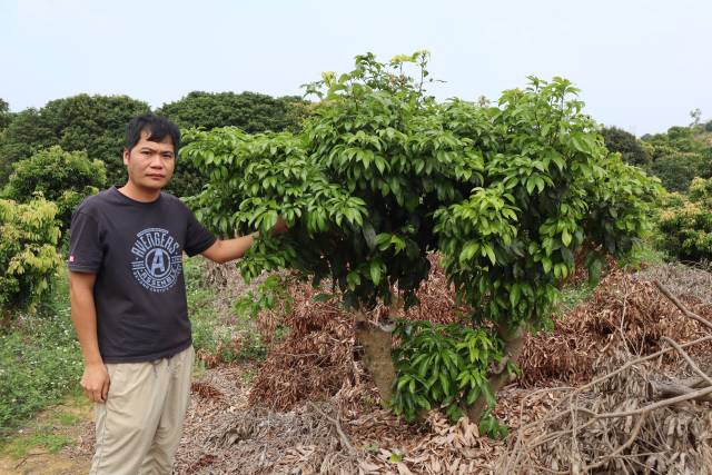 新农人谭升晓打理高接换种的荔枝树。
