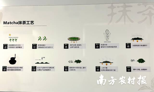 梵凈抹茶工藝流程詳解,。