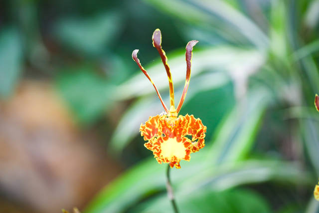 “父兰”——广东肇庆四会市打造的父亲节专属之花，又名“齐天大圣”，寓意“父爱是无所不能的存在”。