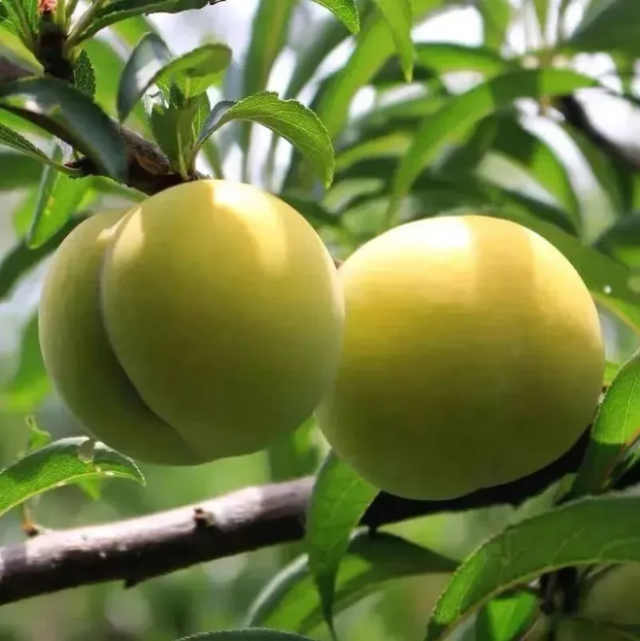 鎮(zhèn)寧蜂糖李,。