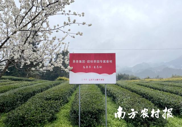 高標(biāo)準(zhǔn)建設(shè)的歐標(biāo)茶園遍布銅仁市,。