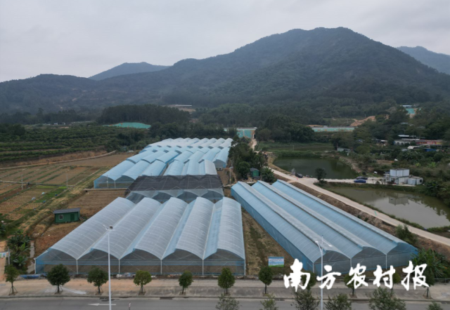 种植大棚能有效提高凉瓜单产 种植大棚能有效提高凉瓜单产