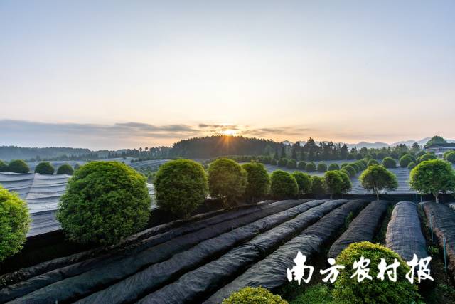 覆蓋遮陽(yáng)網(wǎng)的歐標(biāo)茶園,。貴茶公司供圖,。  