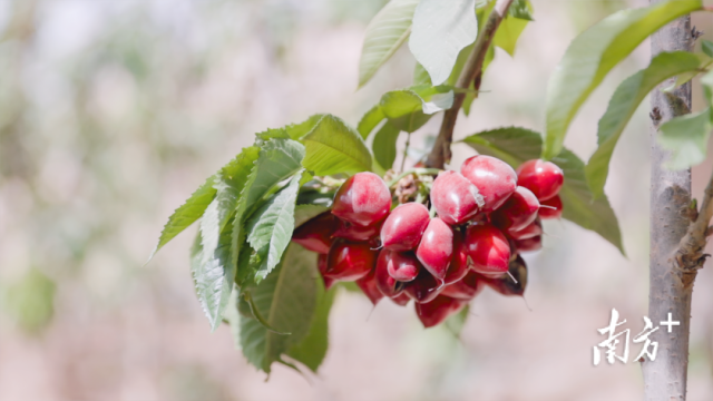 “俄8”大樱桃。