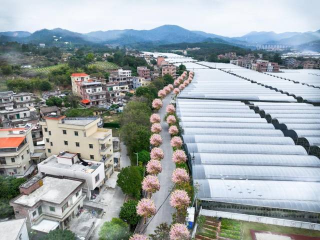 紫荆绿廊效果图