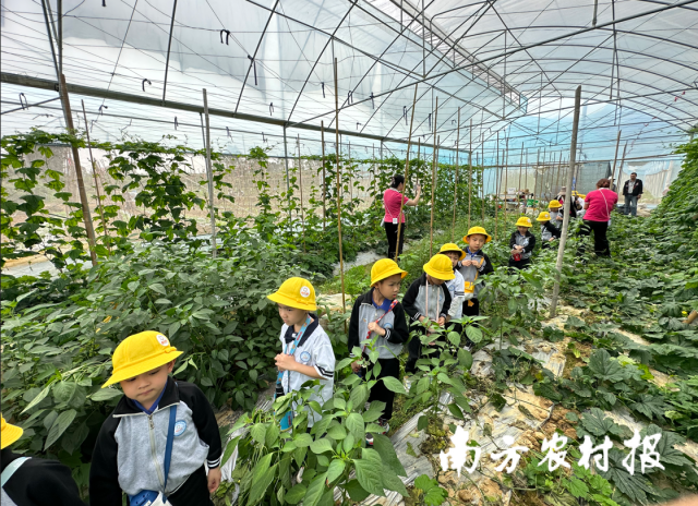 上巷村积极开发凉瓜研学路线 上巷村积极开发凉瓜研学路线