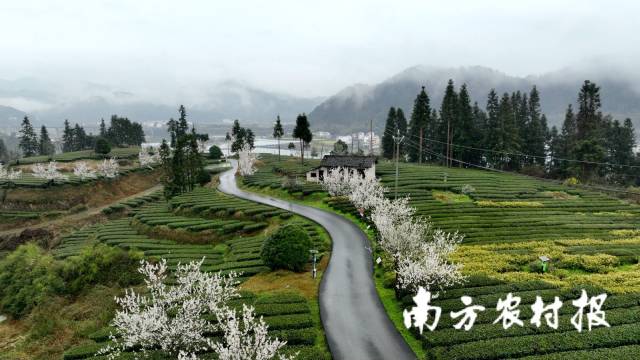 茶園清新可人,，遠(yuǎn)山云霧繚繞,，雨落春山美若畫卷。