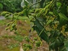 @郁南黄皮果农，雨雨雨雨后果园管理做好这四点
