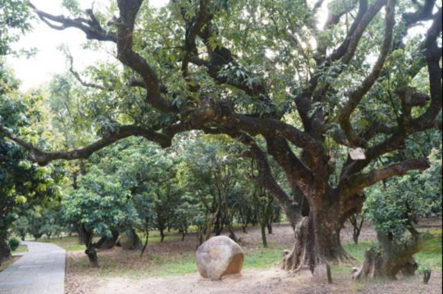 貢園內(nèi)一棵名為“荔王”的古荔枝樹,，距今已有800余年,。