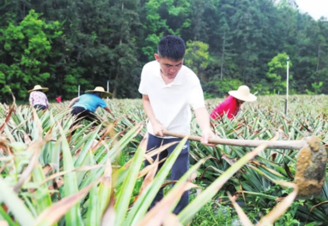 龔舒暢在田里除草,。來源：河源日?qǐng)?bào)