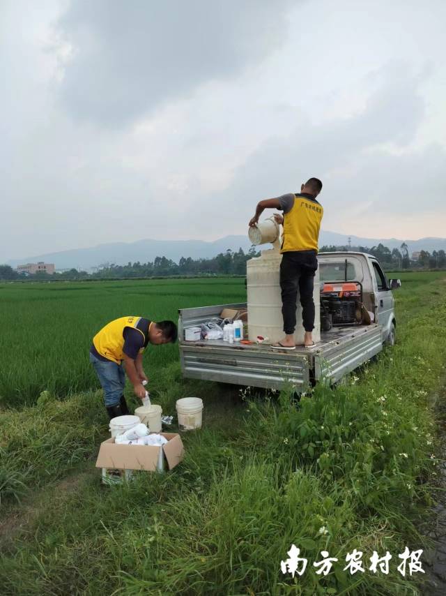 广东农机应急效率队趁天晴在田间施肥喷药