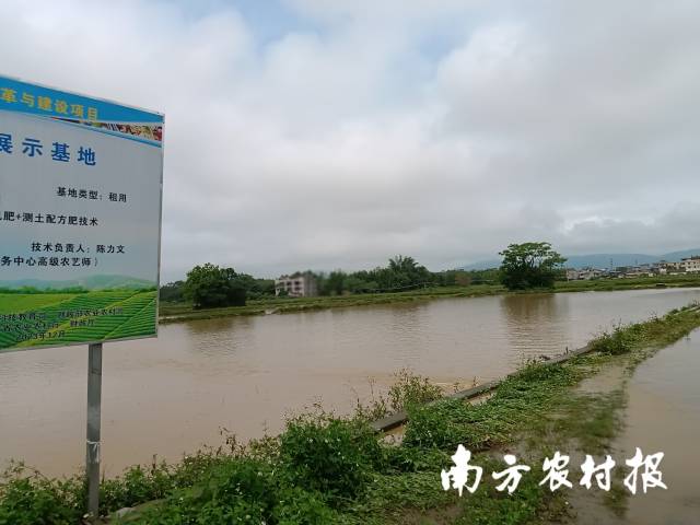 水稻田被淹，田埂以及道路上都是积水