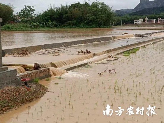 水往低洼处流，稻田积水严重