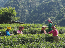 乳源必背镇：紧抓“百千万工程”典型村培育，助力瑶乡富美蝶变展新颜