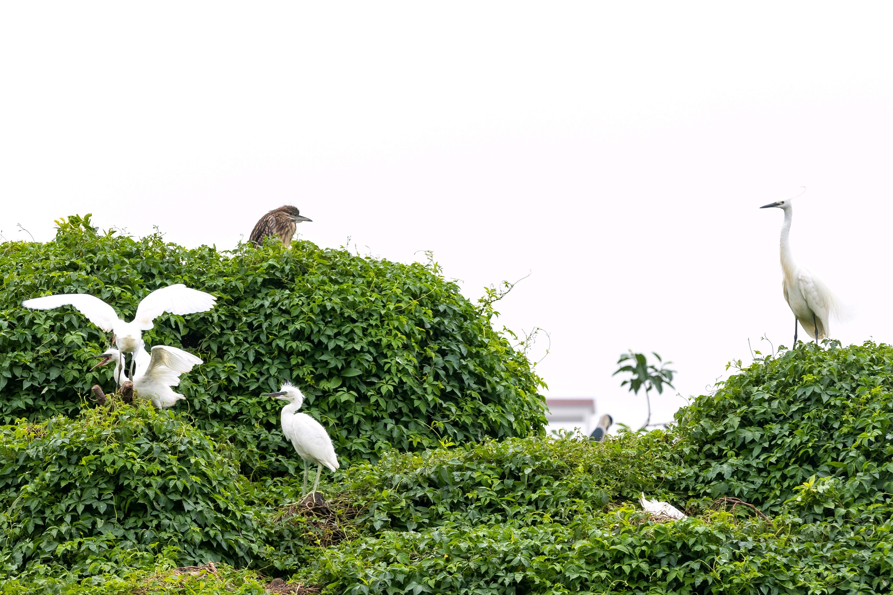 游人可近距离与鹭鸟来一场亲密接触。