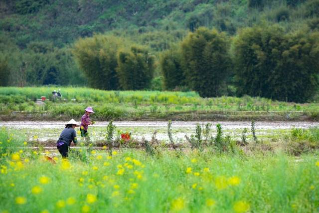 除了种粮，在周田镇田里，邓瑞庭还种植了600多亩油菜。