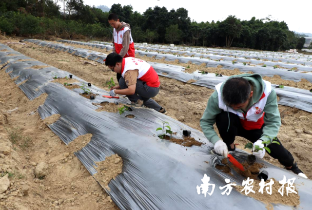 江门市“三支一扶”志愿者马锦贤（右三）参与乡村农事志愿服务工作。