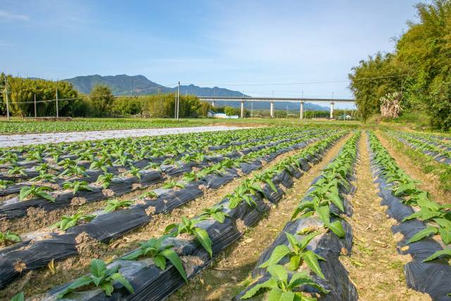 饶志伟在始兴县流转了100亩土地种植烟草。