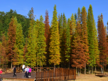 乳源洛阳镇：从“点上开花”到“串珠成链”，农文旅融合实现乡村美丽蝶变