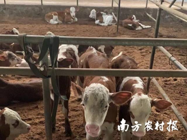 驻肇庆四会黄田镇工作队为当地引进肉牛养殖项目。李卓然/摄